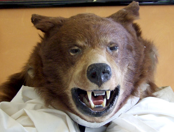 Impossante Bären-Kostüm für den Spielfilm Der Bär ist los